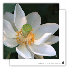 Postcard | White water lily